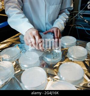 Semi in piatti di Petri al Millennium Seed Bank West Sussex, Wakehurst, Inghilterra Foto Stock