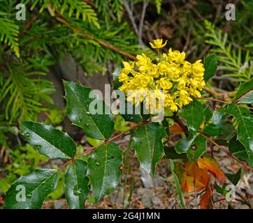 Ritratto della fioritura dell'uva Oregon, Mahonia aquifolium, che cresce nelle Cascade Mountains dell'Oregon centrale. Foto Stock