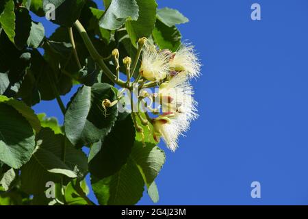 pequi Foto Stock