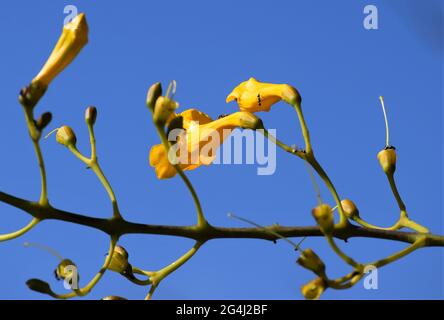 azul e amarelo Foto Stock