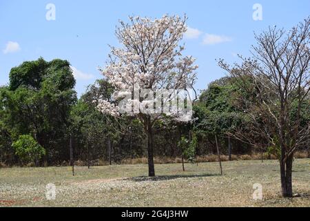 ipê no Cerrado Foto Stock