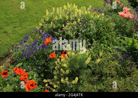 Piante in fiore in giardino durante l'estate con lupini gialli e papaveri arancioni tra gli altri Foto Stock