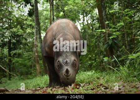 Bina, un rinoceronte di Sumatran al Santuario di Sumatran Rhino in Way Kambas National Park, Indonesia. Foto Stock