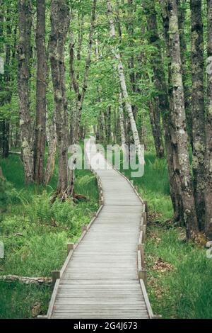 Sentiero tranquillo e tortuoso attraverso la foresta Foto Stock