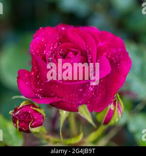 'Munstead Wood, Ausbernard' Italian Rose, Engelsk ros (Rosa) Foto Stock