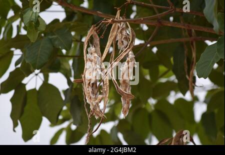 Fruto, flor e folha no Cerrado Foto Stock