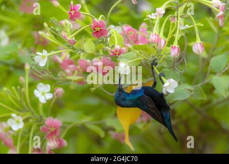 Primo piano di un uccello da sole maschile palestinese arroccato su un cespuglio di fiori Foto Stock