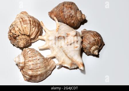 Sea Rapanas a sfondo bianco . Lumache di mare predatorie Foto Stock