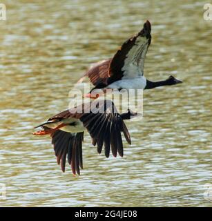 Due oche Magpie, Anseranas semipalmata, in volo sulle acque di un lago in un parco urbano in Australia. Foto Stock