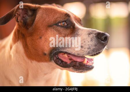 cane al cioccolato guardando l'orizzonte Foto Stock