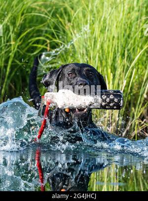 Un Black Labrador Retriever allenarsi in una bella serata estiva per la prossima stagione di caccia Foto Stock