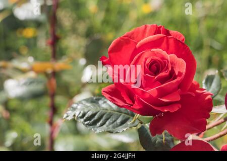 fiore di rosa rosso vista ravvicinata che cresce con la luce del sole in primavera Foto Stock