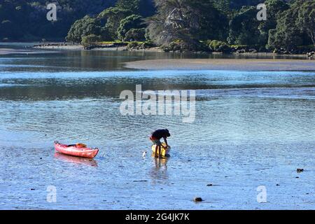 Ragazzo che ispeziona uno dei kayak di plastica su fanghflat esposto a bassa marea nell'estuario del fiume Puhoi. Foto Stock