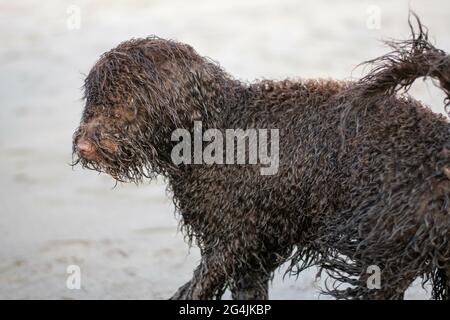 Un simpatico spagnolo d'acqua irlandese sulla spiaggia di sabbia Foto Stock