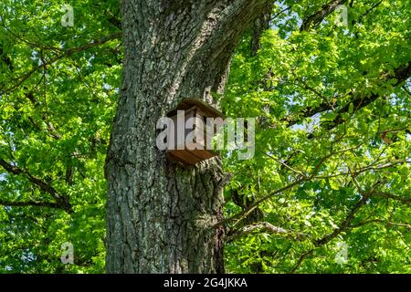 Casa di uccello appesa dall'albero nella foresta Foto Stock