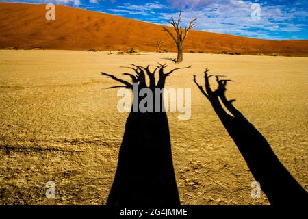 Alberi morti di Deadvlei in Namibia che sembrano scheletri che si trovano su una padella di argilla bianca e aspra circondata da splendide dune di sabbia arancione/rossa all'alba Foto Stock