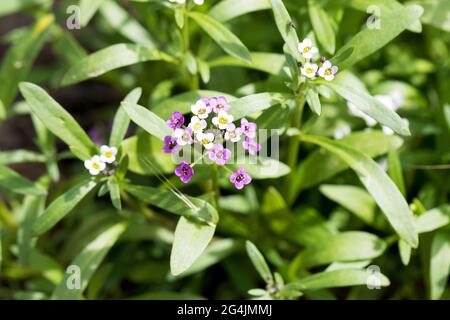 Primo piano di Myosotis sylvatica, fiori blu, bianchi, rosa su sfondo sfocato. Piccolo blu dimenticare-me-nots nel giardino di campagna Foto Stock