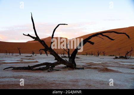 Alberi morti di Deadvlei in Namibia che sembrano scheletri che si trovano su una padella di argilla bianca e aspra circondata da splendide dune di sabbia arancione/rossa all'alba Foto Stock