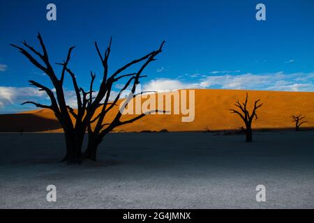 Alberi morti di Deadvlei in Namibia che sembrano scheletri che si trovano su una padella di argilla bianca e aspra circondata da splendide dune di sabbia arancione/rossa all'alba Foto Stock