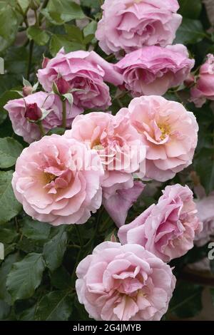 Grandi, fragranti, sontuose, rose coralline-rosa con un germoglio contro un arbusto di rosa a foglia scura in primavera. Fiori rosa sulla rosa cespuglio nel giardino i Foto Stock