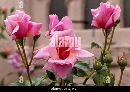 Grandi, fragranti, sontuose, rose coralline-rosa con un germoglio contro un arbusto di rosa a foglia scura in primavera. Fiori rosa sulla rosa cespuglio nel giardino i Foto Stock
