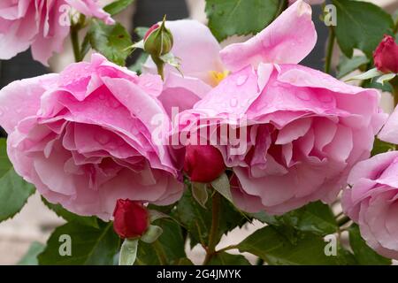 Grandi, fragranti, sontuose, rose coralline-rosa con un germoglio contro un arbusto di rosa a foglia scura in primavera. Fiori rosa sulla rosa cespuglio nel giardino i Foto Stock