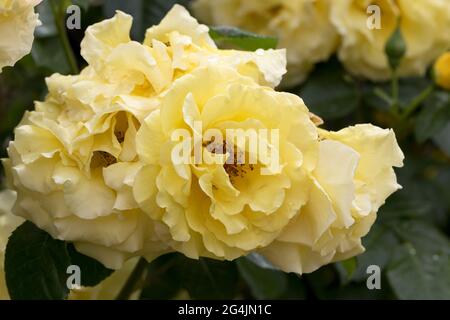 Grandi, fragranti, sontuose, rose gialle con un germoglio contro un arbusto di rose a foglia scura in primavera. Fiori di rosa gialla sul roseto nel giardino in Foto Stock