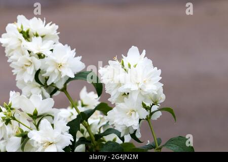 Splendido fiore bianco di gelsomino, fuoco selettivo. Sfondo con la fioritura jasmin Bush. Il giardino o il parco fiorito con fiori naturali. Foto Stock