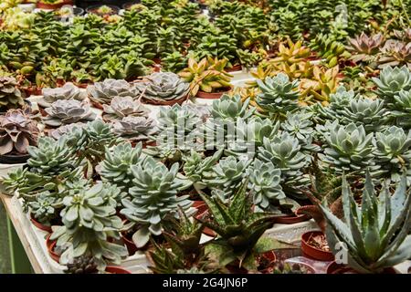 Ampia selezione di succulenti verdi e viola che crescono in pentole. Foto Stock