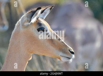 Due arieti impala maschi che lottano per i diritti di accoppiamento, Sudafrica Foto Stock