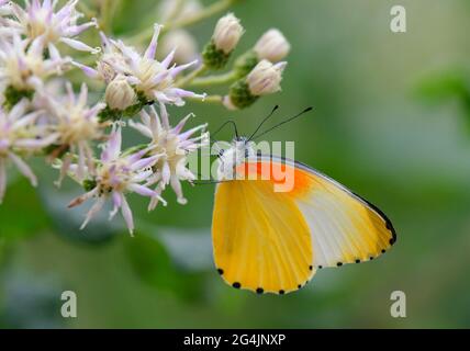 Farfalla comune punteggiata di confine su fiori bianchi, Sudafrica Foto Stock