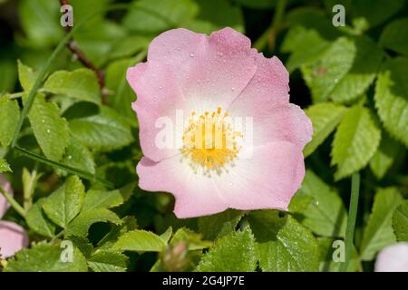 Fiore di Rosehip dopo la pioggia. Cespuglio di roseanca in fiore in una giornata estiva soleggiata, primo piano. Fiori delicatamente rosa su un ramo di fianchi di rose. Anche di rose estive Foto Stock