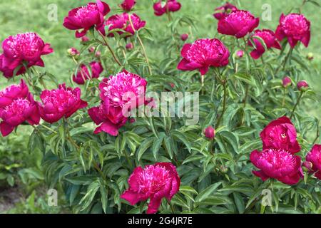 Peonies Mirage è una meravigliosa varietà paesaggistica con una forma floreale giapponese. Il colore, a seconda della luce solare, cambia durante il giorno da luce a d Foto Stock