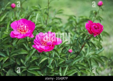 Peonies Mirage è una meravigliosa varietà paesaggistica con una forma floreale giapponese. Il colore, a seconda della luce solare, cambia durante il giorno da luce a d Foto Stock