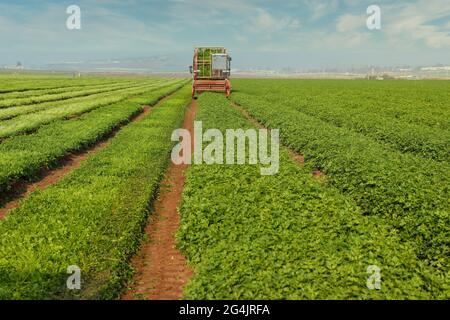 Macchinari agricoli trita le erbe in un campo agricolo verde. Foto Stock