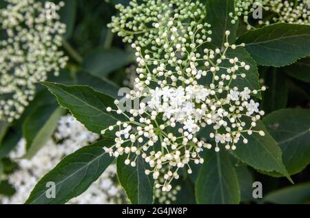 Fiori di sambucus nigra (sambucus nigra) grappoli Sambucus (sambuco o sambuco) fiori e boccioli Foto Stock