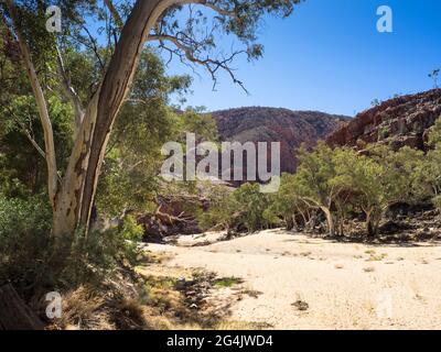 Letto di ruscello asciutto fiancheggiato da fiume Red Gums (Eucalyptus camaldulensis), Ormiston Gorge, Tjoritja / West MacDonnell National Park, territorio del Nord Foto Stock