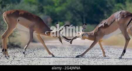Due arieti impala maschi che lottano per i diritti di accoppiamento, Sudafrica Foto Stock