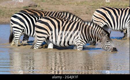 La zebra di Burchell a Kruger Park, Sudafrica Foto Stock