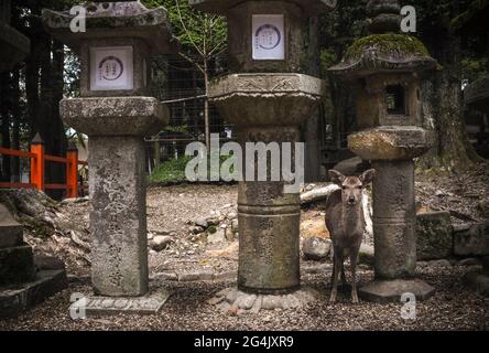 Cervi tra lanterne giapponesi all'aperto nel parco di Nara, Nara, Giappone Foto Stock