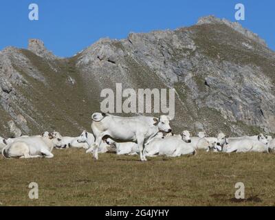 Mandria di mucche riposanti di fronte alla catena montuosa Foto Stock
