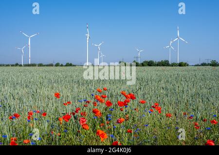 Turbine eoliche in un campo di pascoli con alcuni fiori di papavero rosso visti in Germania Foto Stock