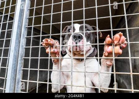 Cane alla RSPCA (SPA francese) di Normandia (società per la prevenzione della crudeltà per gli animali) Foto Stock