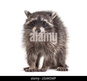 giovane raccoon di tre mesi in piedi davanti, isolato Foto Stock