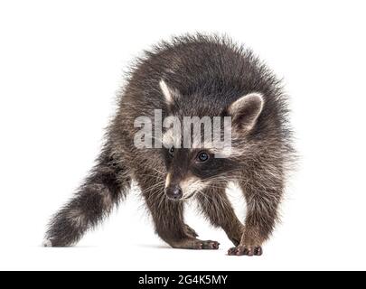 raccoon in piedi davanti, isolato su bianco Foto Stock