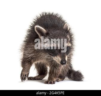 raccoon in piedi davanti, isolato su bianco Foto Stock