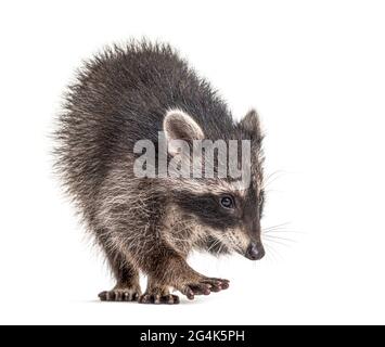 raccoon in piedi davanti, isolato su bianco Foto Stock