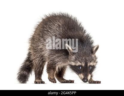 raccoon in piedi davanti, isolato su bianco Foto Stock