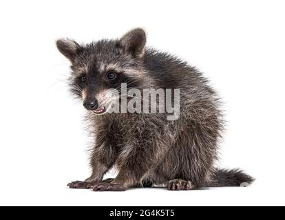 raccoon in piedi davanti, isolato su bianco Foto Stock