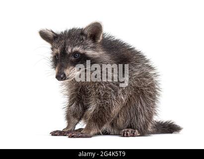 raccoon in piedi davanti, isolato su bianco Foto Stock